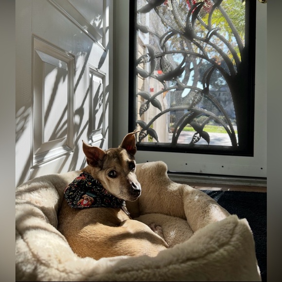 Handmade Stylish Pet Critter Capes - Picture 4 of 16